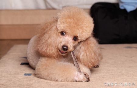特别提醒,别让贵宾会迷惑了你的眼睛 特别提醒,别让贵宾会迷惑了你的眼睛